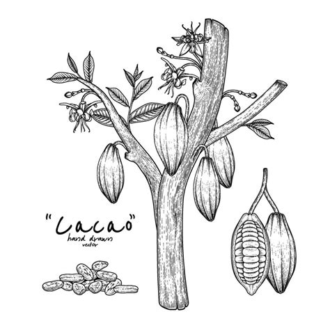 Dibujo del árbol de cacao con sus frutos.