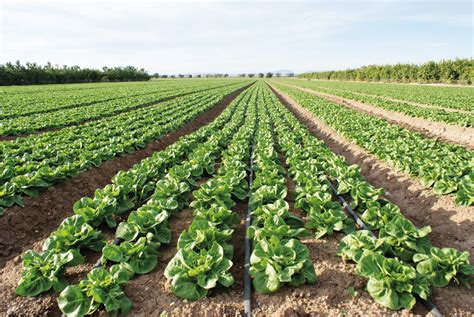 Campo cultivado con hortalizas de alta calidad, representando la producción regional agrícola.