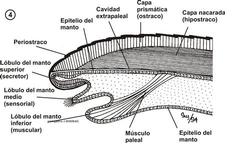 Diagrama de las capas de una concha de molusco (periostraco, capa prismática, capa nacarada)