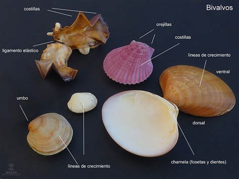 Ilustración comparativa de conchas de bivalvos (vieira) y gasterópodos (caracol)