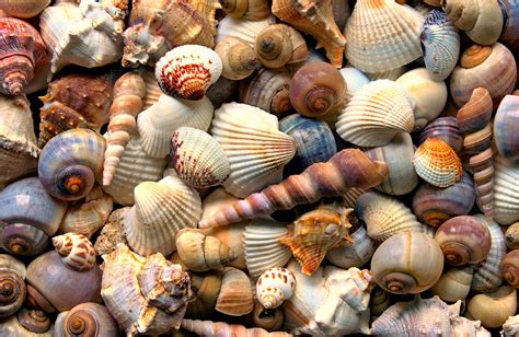 Variedad de conchas marinas encontradas en las costas chilenas