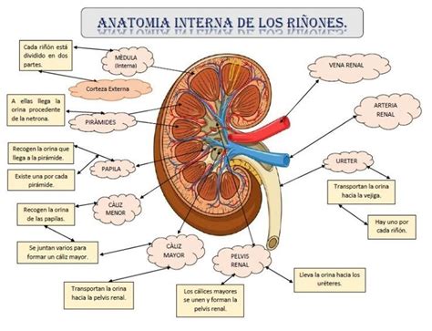 Esquema de un riñón humano con zonas de función principal y cómo se relaciona con la filtración de desechos