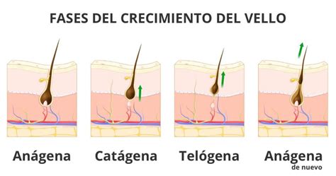 diagrama mostrando la dirección del crecimiento del vello en las axilas y la técnica de depilación