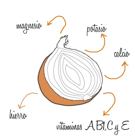 Esquema de las capas de una cebolla mostrando su epidermis.