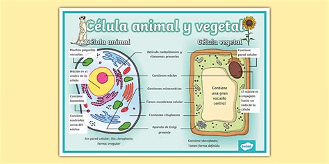 Infografía comparativa de las diferencias entre una célula animal y una célula vegetal.