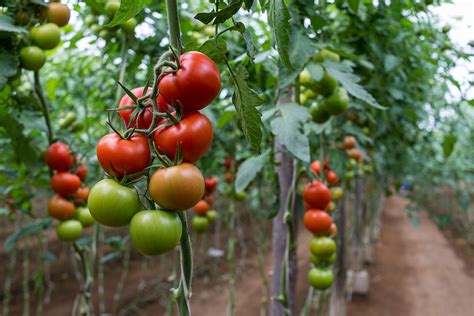 Mapa histórico que muestra el origen del tomate en Sudamérica y su expansión global