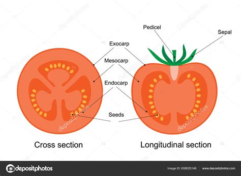 Infografía botánica que muestra el corte transversal de un tomate con sus semillas y capas del ovario