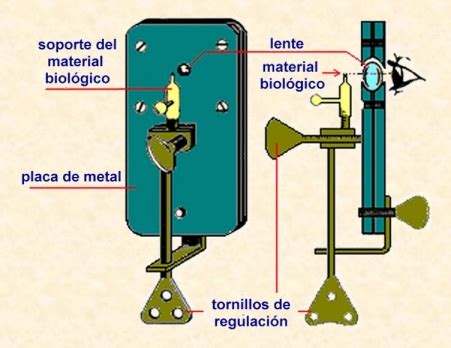 Ilustración de levadura observada al microscopio por Antonie van Leeuwenhoek