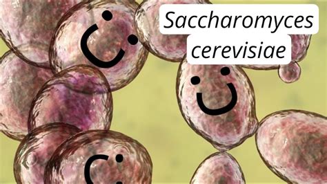 Infografía sobre la importancia de Saccharomyces cerevisiae como modelo biológico