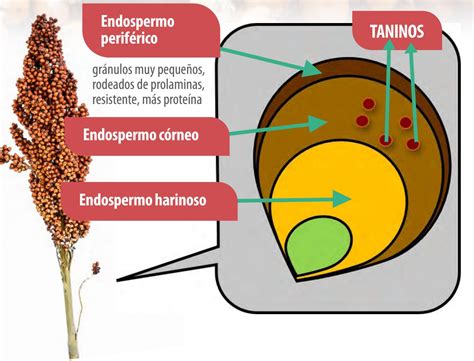 Infografía que muestra las partes del grano de sorgo: salvado, endospermo y germen.