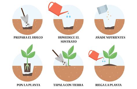 Diagrama de trasplante de plántula de ají a maceta grande