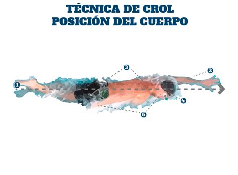 Esquema de la técnica de crol mostrando la posición hidrodinámica del cuerpo y la rotación longitudinal