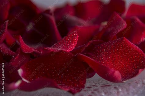 Imagen de pétalos de rosas frescas en un cuenco con agua