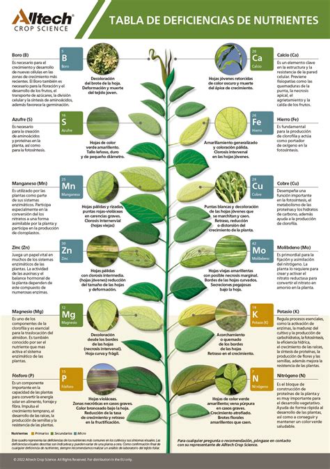 infografía de los principales nutrientes de las hojas verdes (fibra, vitaminas, minerales)