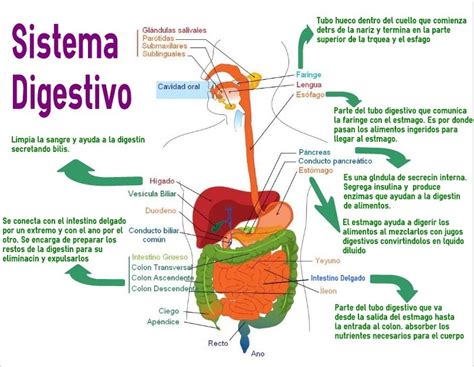 Esquema del sistema digestivo humano y el proceso de termogénesis postprandial