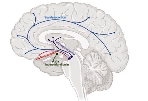 Esquema de las vías neuronales afectadas por el litio en el cerebro