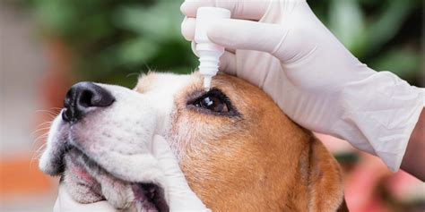 perro recibiendo medicamento