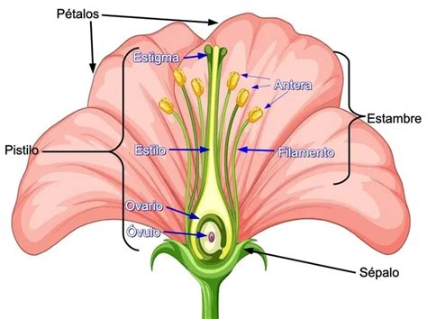 Esquema detallado de la flor de Lens culinaris, mostrando pétalos, estambres fusionados y libres, y ovario.