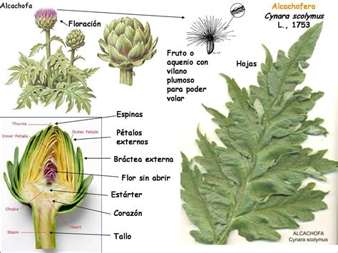 Esquema anatómico de la planta de alcachofa: sistema radicular, tallo, hojas lobuladas y flor (capullo).