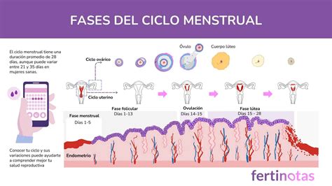 Diagrama circular que muestra las 4 fases del ciclo vegetativo de la alcachofa.