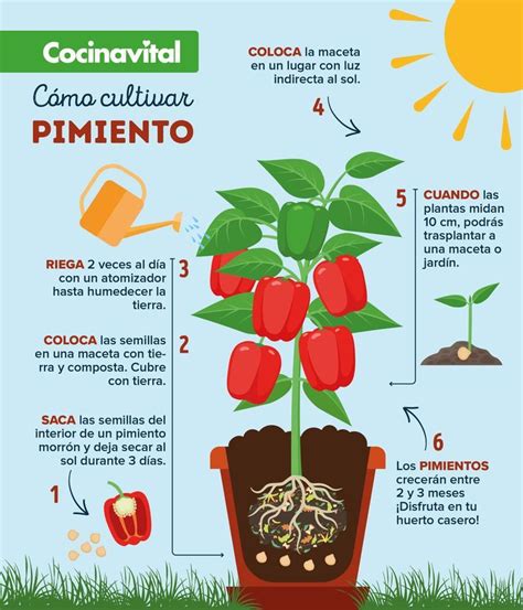 infografía sobre los requerimientos de sol y agua para el cultivo de pimientos