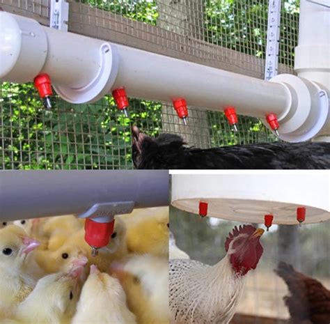 Esquema de un sistema de bebederos de niple para aves en una caseta