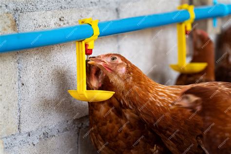 Foto de pollos bebiendo de un niple a la altura correcta