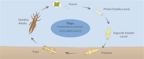 Esquema del ciclo de vida de una plaga común del ají