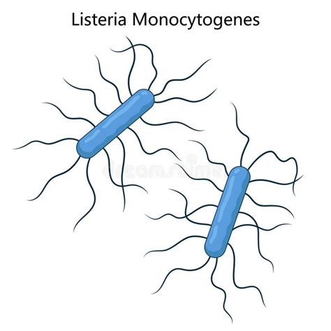 Infografía detallada sobre la bacteria Listeria Monocytogenes, su morfología y mecanismos de contaminación en alimentos