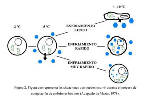 Diagrama del efecto de la congelación en las células vegetales