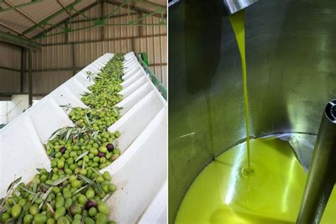 Esquema del proceso de extracción del aceite de argán tradicional