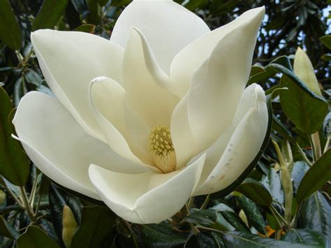 Magnolia Grandiflora en flor