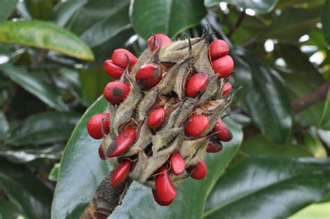 Frutos rojos de Magnolia Grandiflora en forma de cono