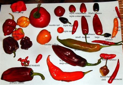 imagen de diferentes tipos de ajíes picantes