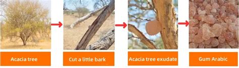 Representación de un árbol de Acacia senegal o la resina de goma arábiga