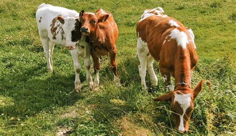 Esquema de las etapas de crecimiento en bovinos y su relación con el efecto materno