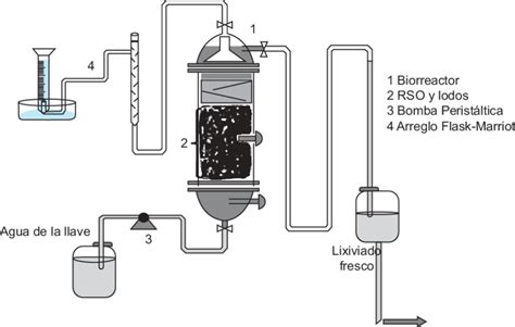 Esquema comparativo de un montaje experimental con dos grupos de semillas: uno bajo luz solar y otro en oscuridad total.