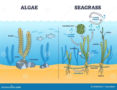 Esquema visual mostrando la estructura del alga cochayuyo, desde su recolección hasta el proceso de hidratación en cocina