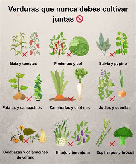 variedad de verduras como zanahorias, patatas y calabacines listas para ser trituradas