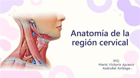 Esquema anatómico de la región cervical anterior y ubicación de lesiones cutáneas frecuentes