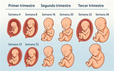 Gráfico que muestra las semanas de embarazo, destacando la franja de la semana 30 a la 34 como ideal para el belly painting.