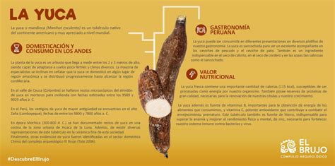 Infografía sobre el origen precolombino de la yuca en América Latina y su importancia cultural.