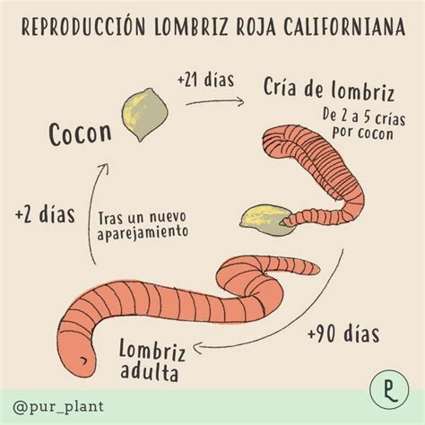 Esquema de una lombriz roja californiana