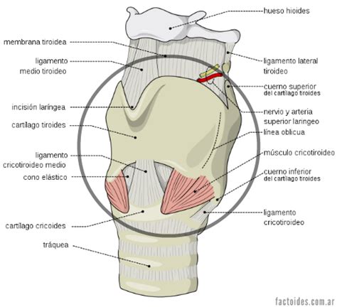 Anatomía de la laringe y la nuez de Adán