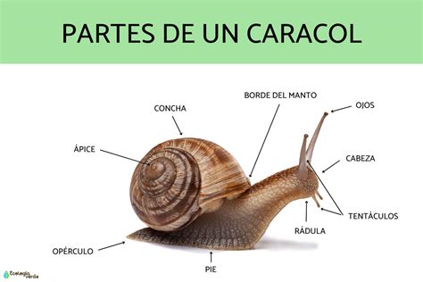 Fotografía detallada de un Bocado de Dama mostrando su característica forma de caracol y textura interior.