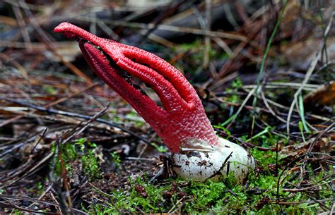 Clathrus archeri en su etapa adulta con sus característicos brazos rojos extendidos.