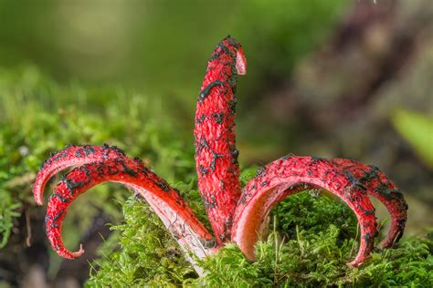 Hongo Clathrus archeri en su etapa de huevo, antes de desplegar sus brazos.