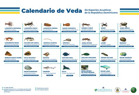 Calendario visual que indica los períodos de veda del camarón en Panamá a lo largo del año.