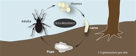 Esquema del ciclo de vida del gorgojo del poroto