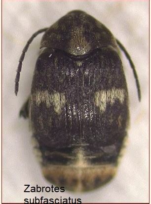 Foto del gorgojo pinto adulto (Zabrotes subfasciatus)
